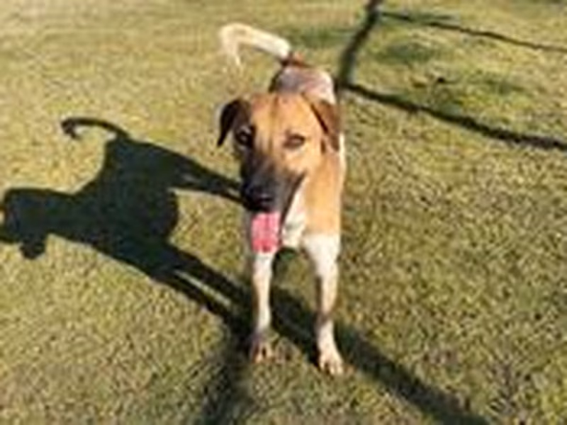 Brown-and-gray adult male mixed-breed dog, Medium, shelter no. …0007