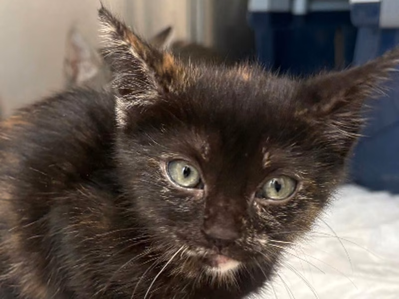 Gatali Portman, Baby · Female · European Shorthair