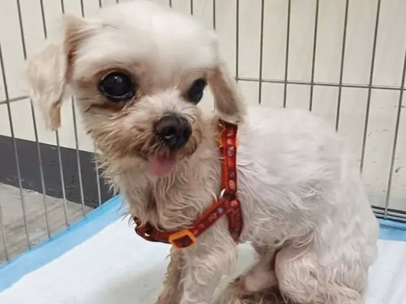 White adult male Maltese, Small, shelter no. …8002