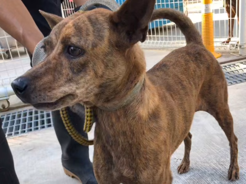 Tabby adult male mixed-breed dog, Medium, shelter no. …0-12