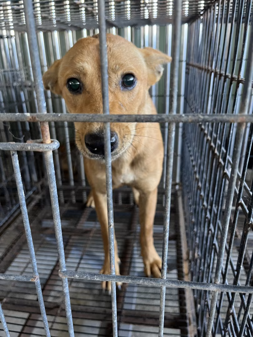 Tan adult female mixed-breed dog, Medium, shelter no. …9003