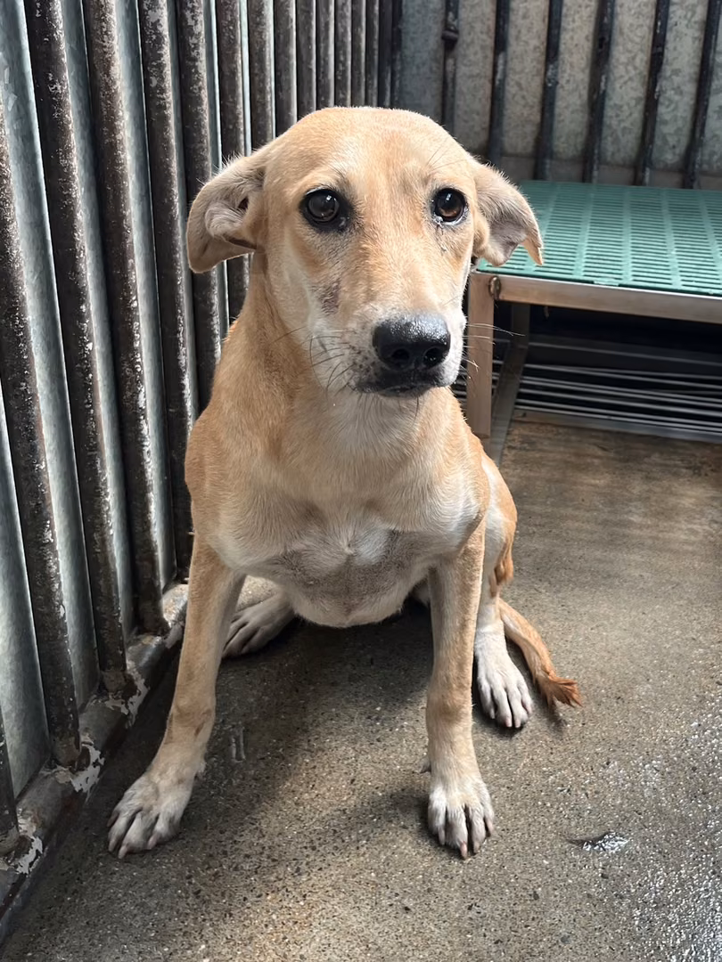 Tan adult female mixed-breed dog, Medium, shelter no. …6001