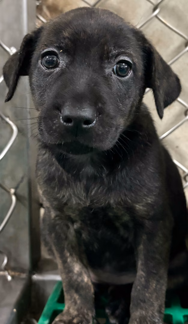 Black-and-gray young female mixed-breed dog, Small, shelter no. …3002