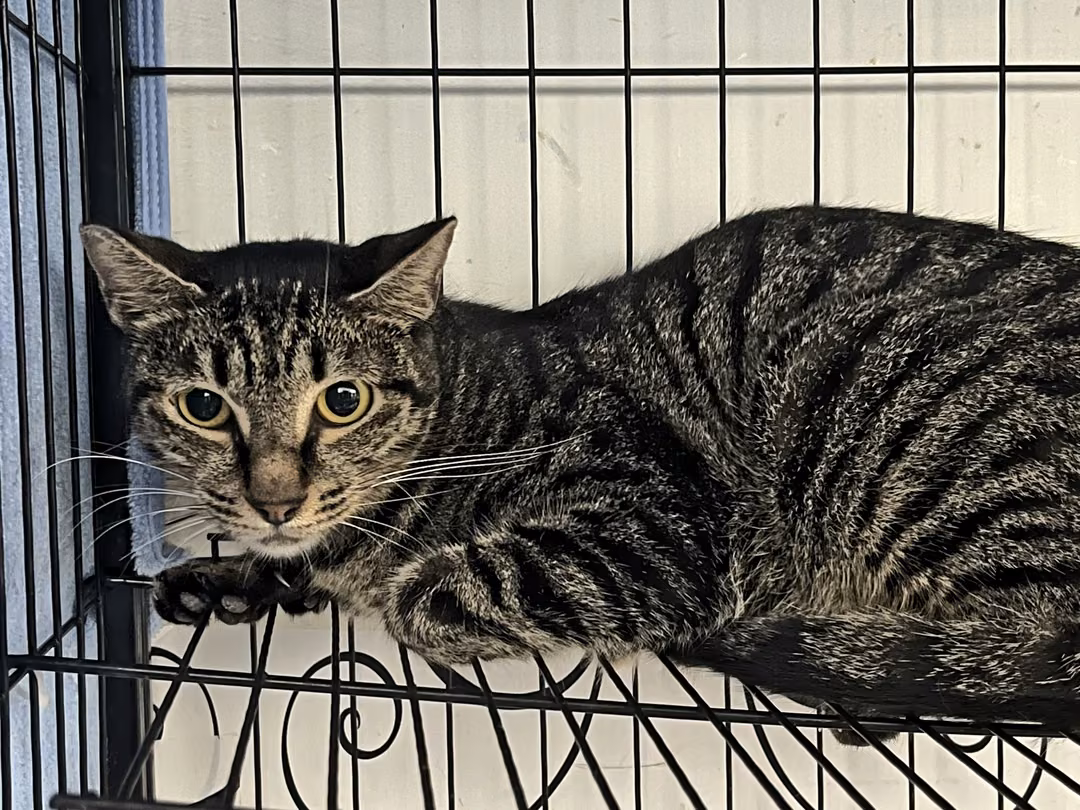 Tabby adult female mixed-breed cat, Medium, shelter no. …0201