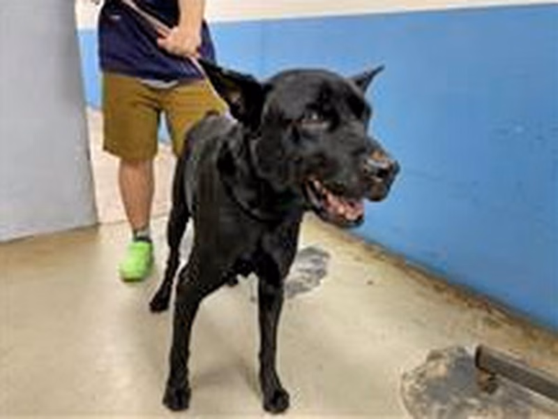 Black adult male mixed-breed dog, Medium, shelter no. …1605