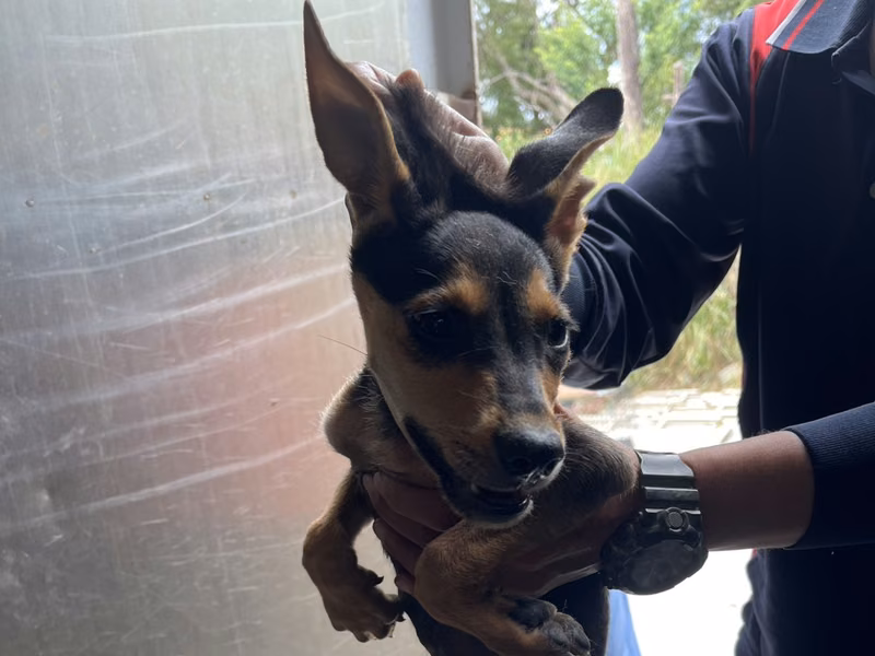 Black-and-tan young male mixed-breed dog, Small, shelter no. …6010