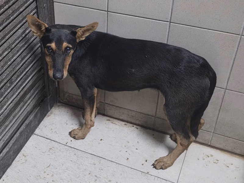 Black young female mixed-breed dog, Small, shelter no. …8001