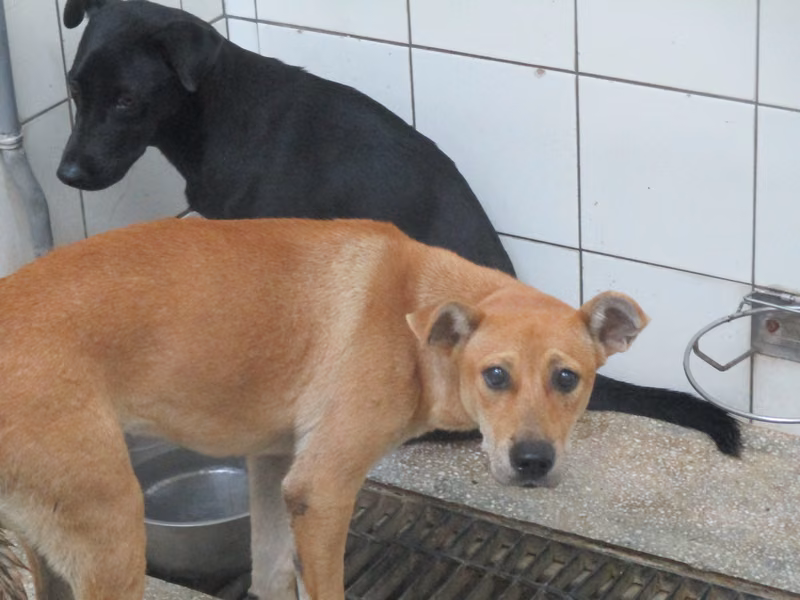Tan adult female mixed-breed dog, Medium, shelter no. …25-1