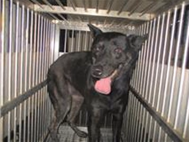 Black adult female mixed-breed dog, Medium, shelter no. …8020