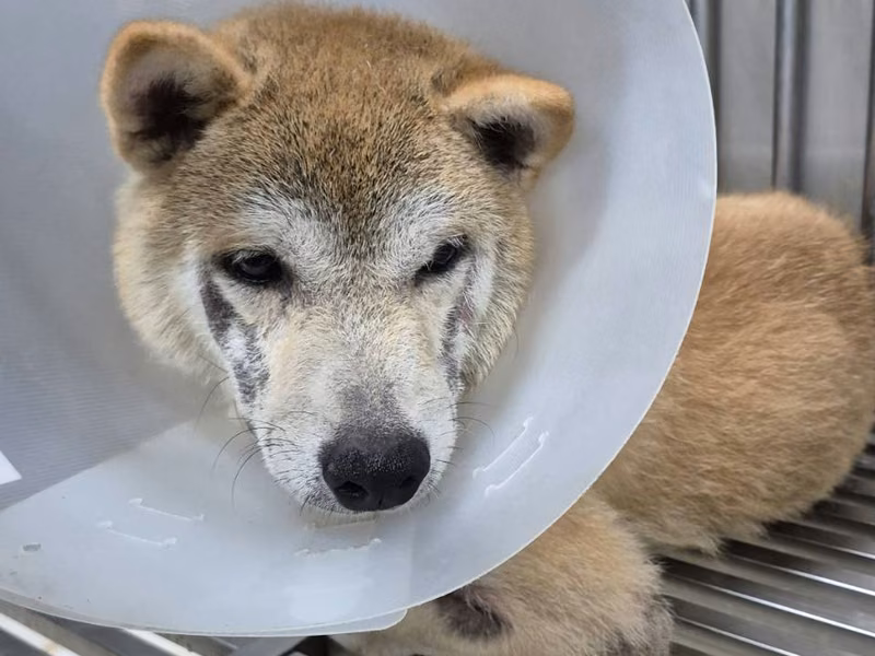 Tan adult male Shiba Inu, Medium, shelter no. …4001