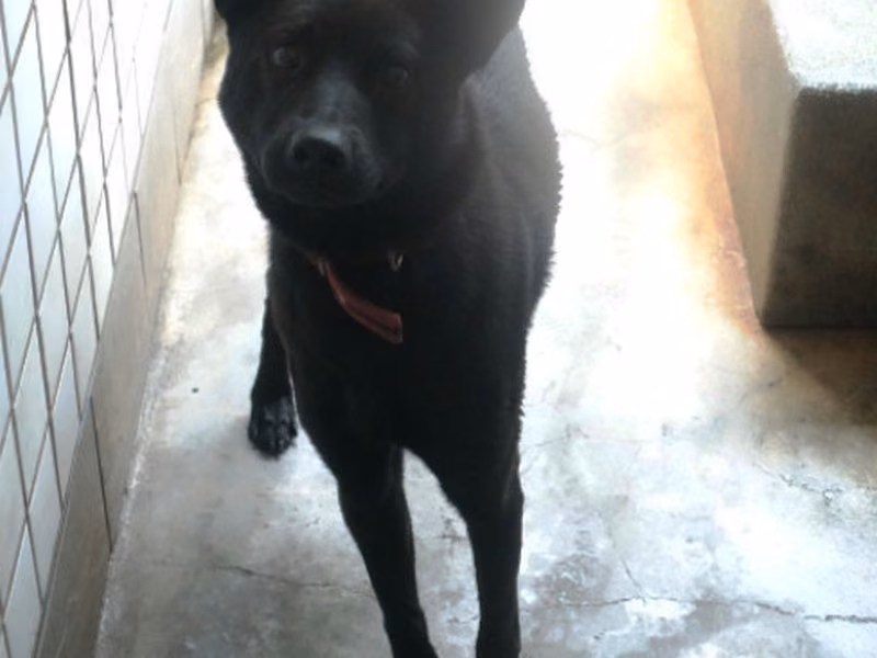Black adult male mixed-breed dog, Large, shelter no. …0416