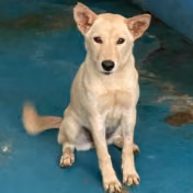 Cream adult female mixed-breed dog, Large, shelter no. …3001