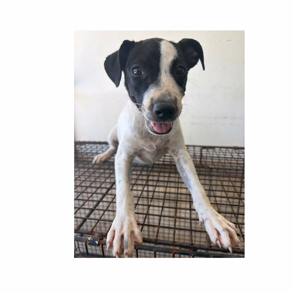 Black-and-white young female mixed-breed dog, Medium, shelter no. …5003