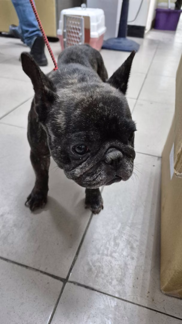 Black adult female Bulldog, Small, shelter no. …3001