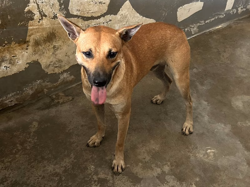 Tan adult male mixed-breed dog, Medium, shelter no. …2002
