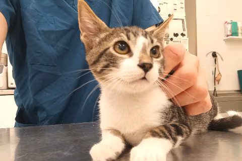 Monty, Baby · Male · European Shorthair