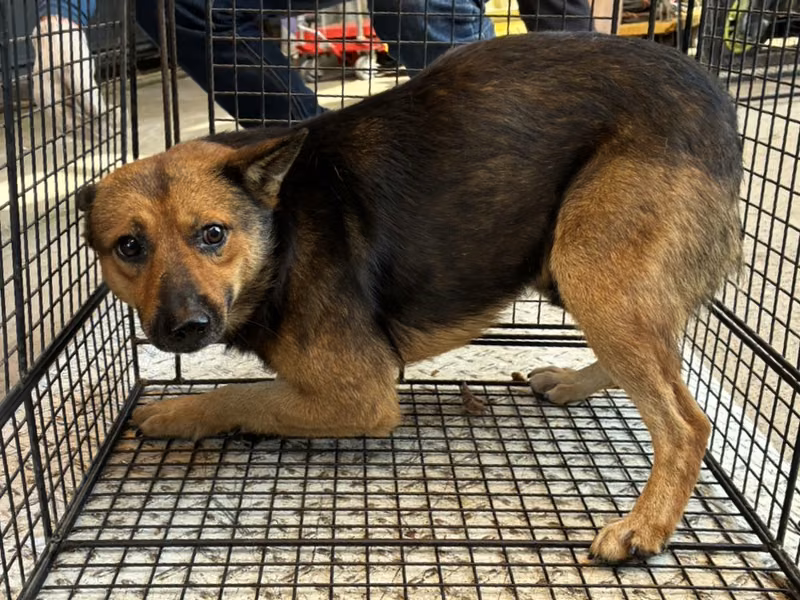 Adult male mixed-breed dog, Medium, shelter no. …4006
