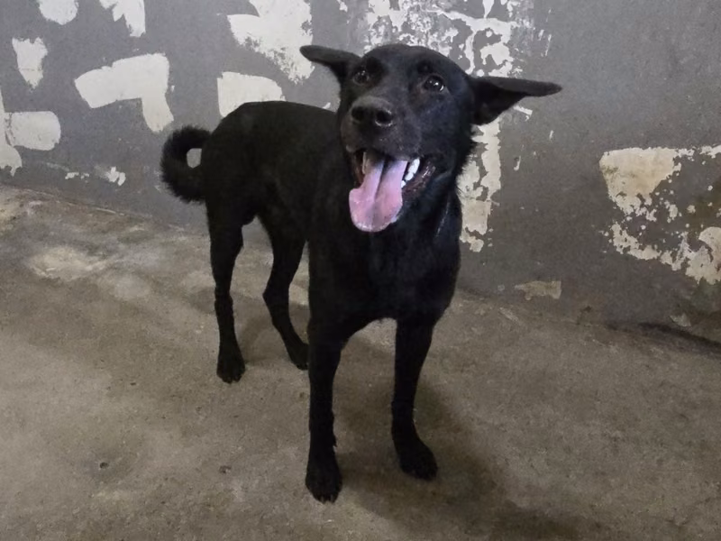 Black adult male mixed-breed dog, Medium, shelter no. …9008