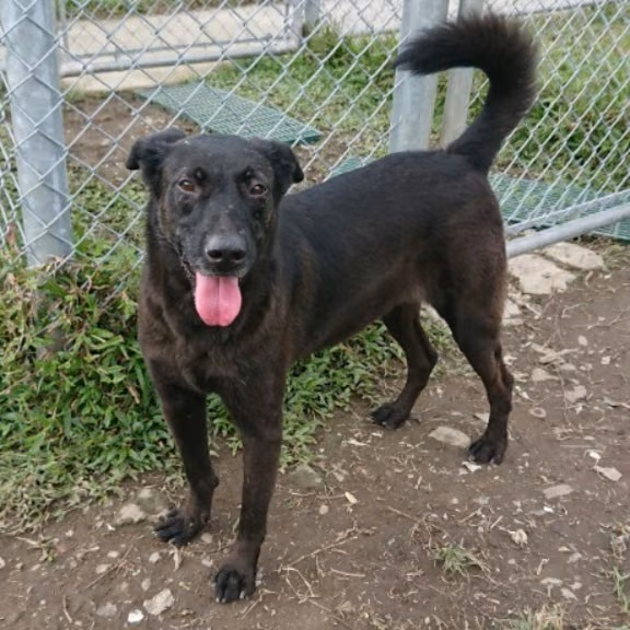 Black young female mixed-breed dog, Small, shelter no. …2507