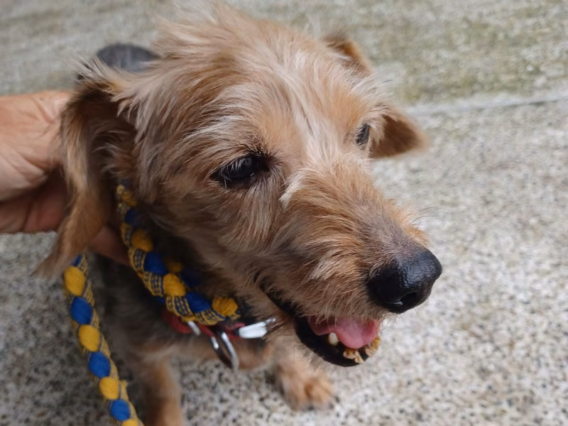 Black-and-tan adult male mixed-breed dog, Small, shelter no. …7001