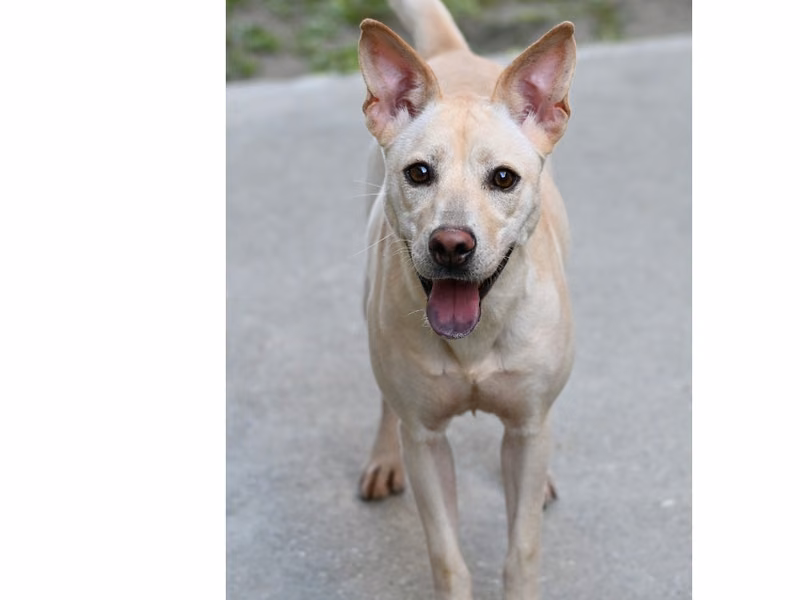 White adult female mixed-breed dog, Medium, shelter no. …6002