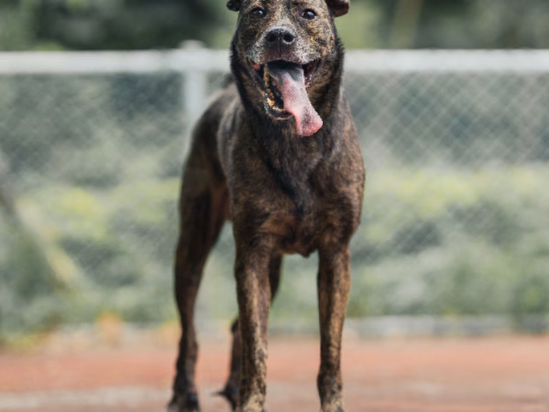 Tabby adult male mixed-breed dog, Medium, shelter no. …0203