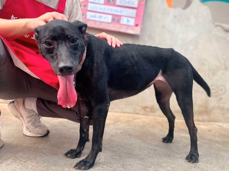 Black young female mixed-breed dog, Medium, shelter no. …6004