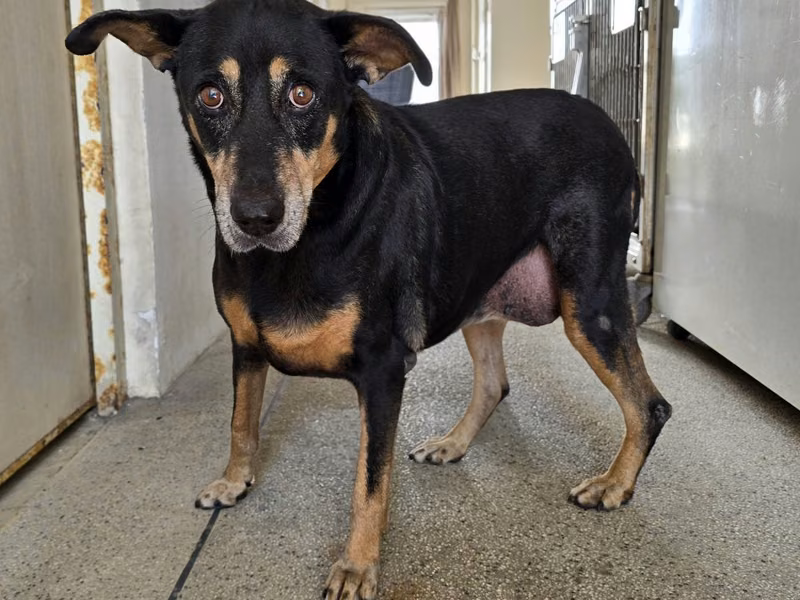 Black-and-tan adult female mixed-breed dog, Medium, shelter no. …3001