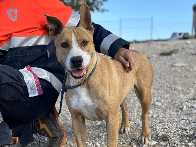 Luna, Adult · Female · American Pit Bull Terrier