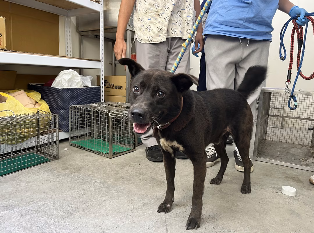 Black adult male mixed-breed dog, Medium, shelter no. …1302