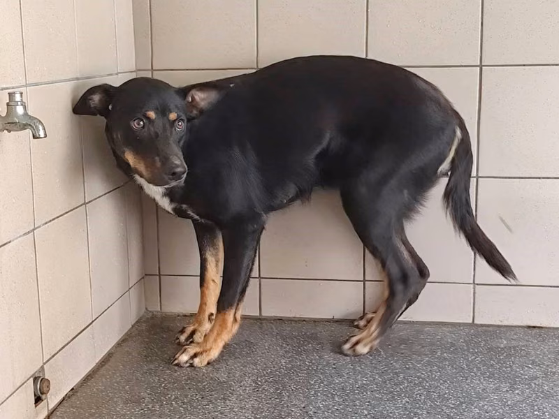Black adult female mixed-breed dog, Large, shelter no. …1303