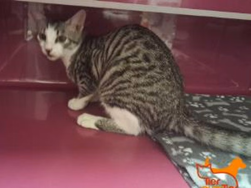 Brown tabby young female European Shorthair, shelter no. …3973
