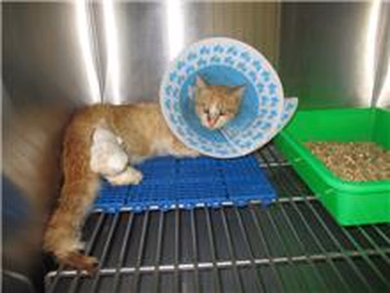 Orange tabby adult female mixed-breed cat, Medium, shelter no. …3004