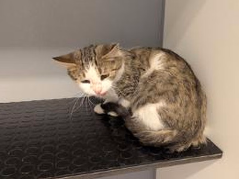 Brown tabby adult male European Shorthair, shelter no. …4103