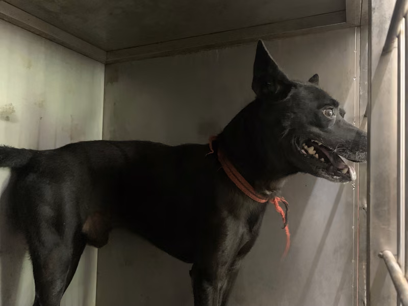 Black adult male mixed-breed dog, Medium, shelter no. …1302