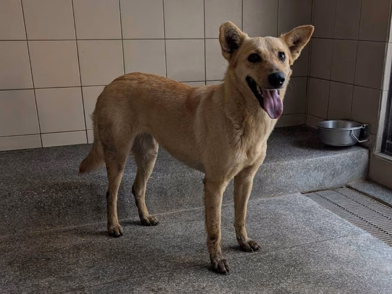 Tan adult female mixed-breed dog, Large, shelter no. …1101