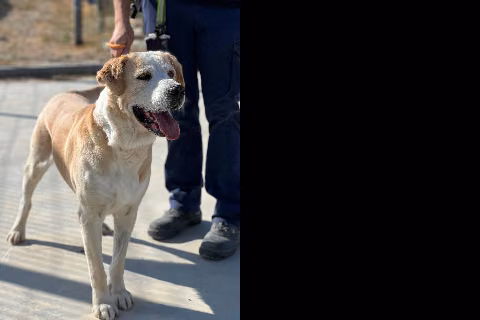 Duque, Senior · Male · Large · Mixed breed