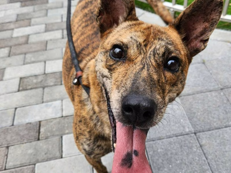 Tabby adult male mixed-breed dog, Medium, shelter no. …7002
