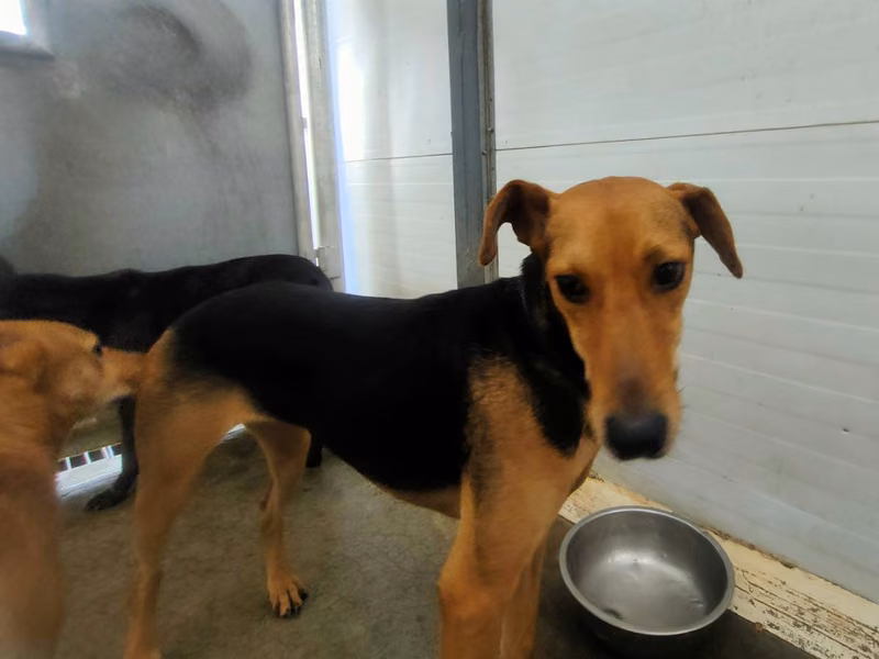 Black-and-brown adult female mixed-breed dog, Medium, shelter no. …2910