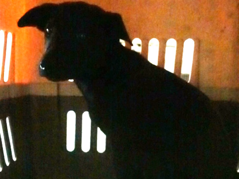Black young female mixed-breed dog, Medium, shelter no. …0383