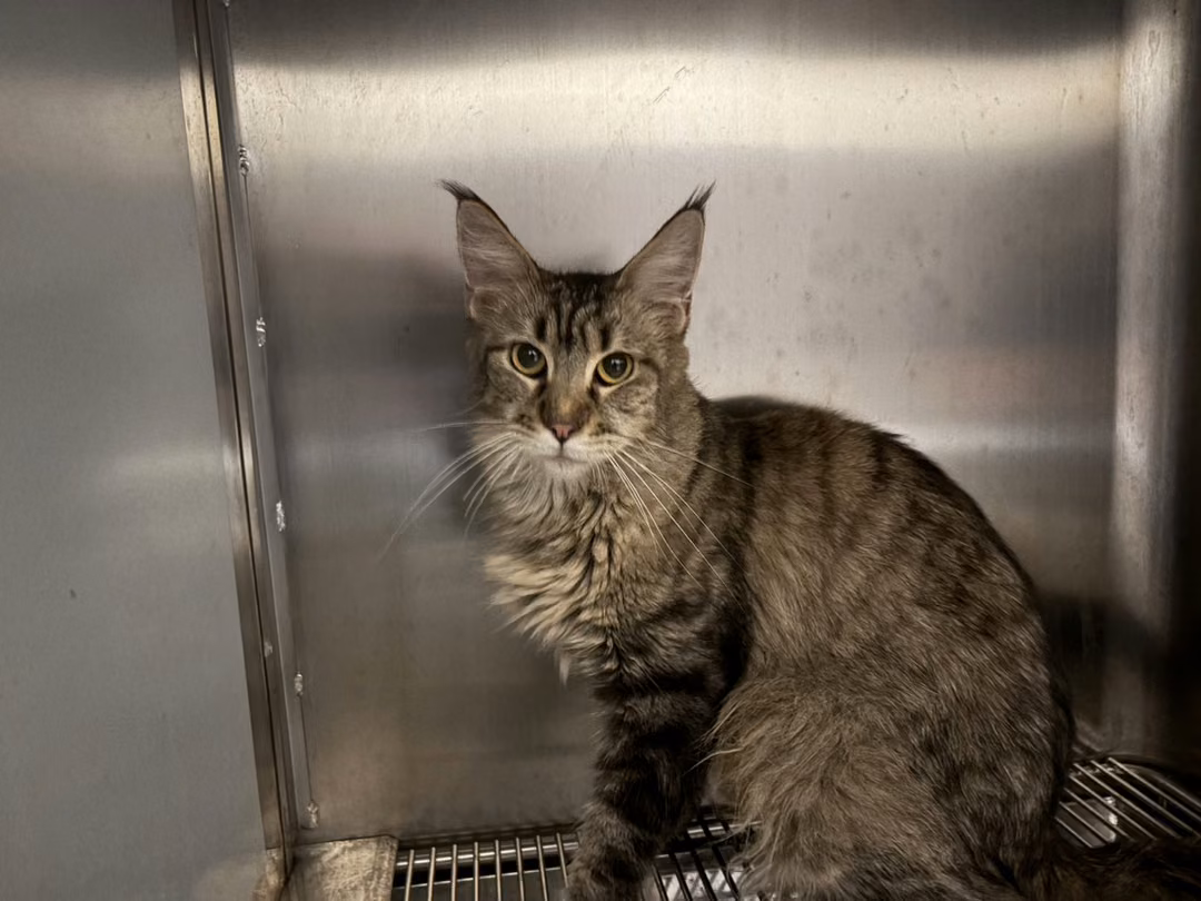 Tabby adult female Maine coon, Medium, shelter no. …9007