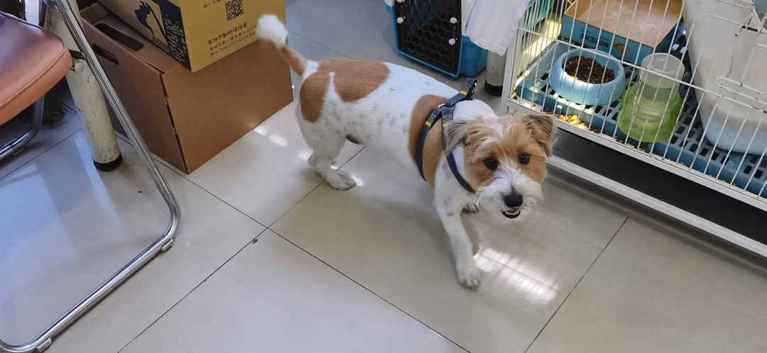 Patched adult male Jack Russell Terrier, Small, shelter no. …25W8