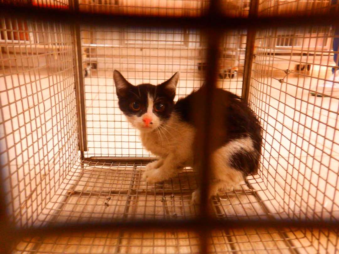 Black-and-white adult male mixed-breed cat, Small, shelter no. …27C3