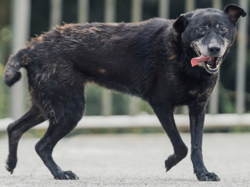 Black adult female mixed-breed dog, Medium, shelter no. …2301