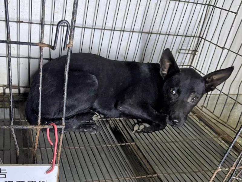 Black adult male mixed-breed dog, Large, shelter no. …103D