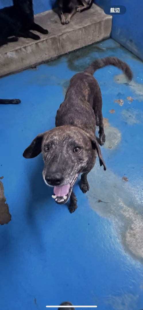 Tabby adult male mixed-breed dog, Large, shelter no. …0003