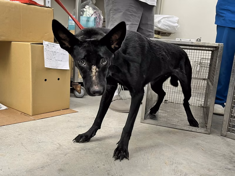 Black adult female mixed-breed dog, Medium, shelter no. …1802