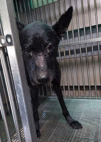 Black adult male mixed-breed dog, Medium, shelter no. …1004