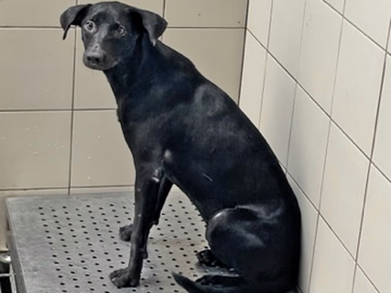 Black adult female mixed-breed dog, Medium, shelter no. …0009