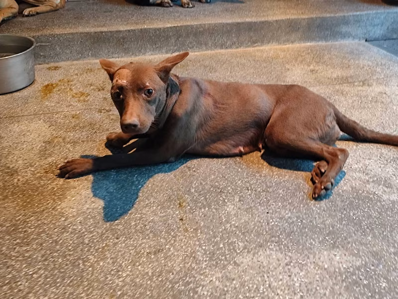 Brown adult female mixed-breed dog, Large, shelter no. …2304